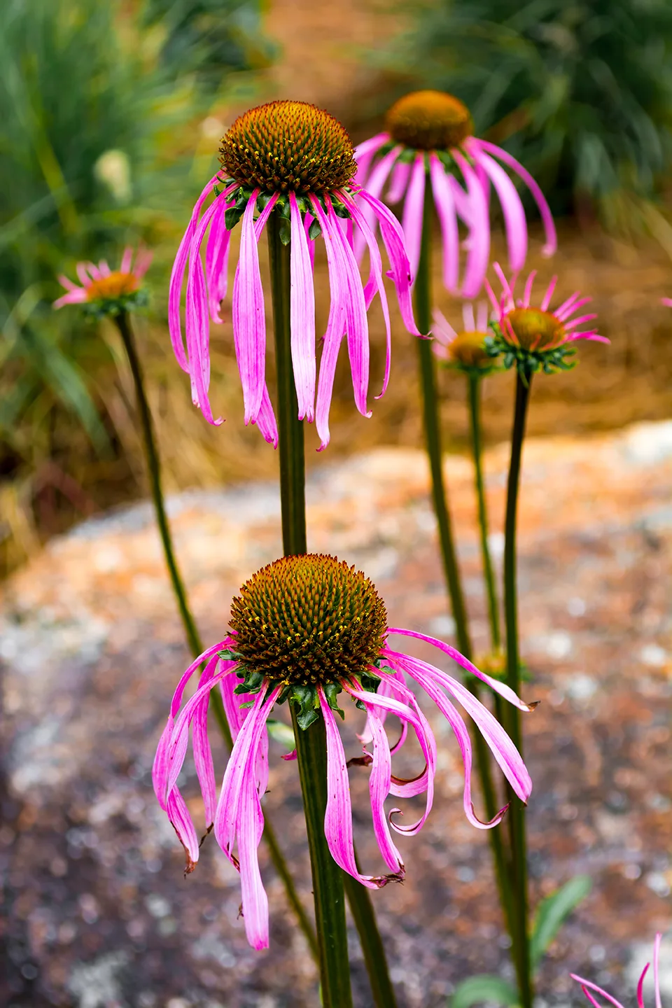 Flower 1 Fl