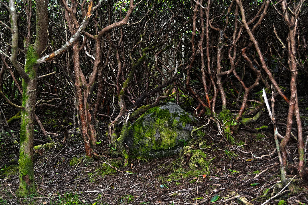Roan Trail 3