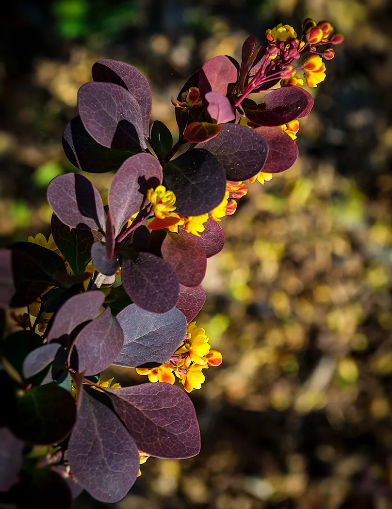 Flower 1