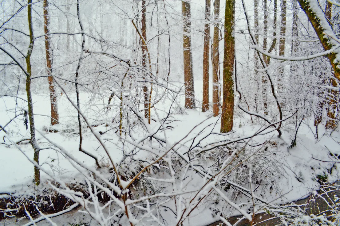 Creek Branch 3