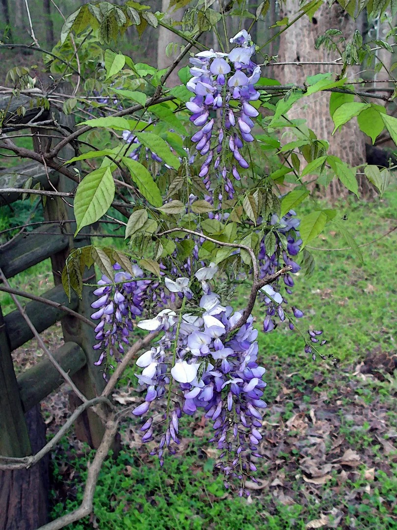 Wysteria 2 wc