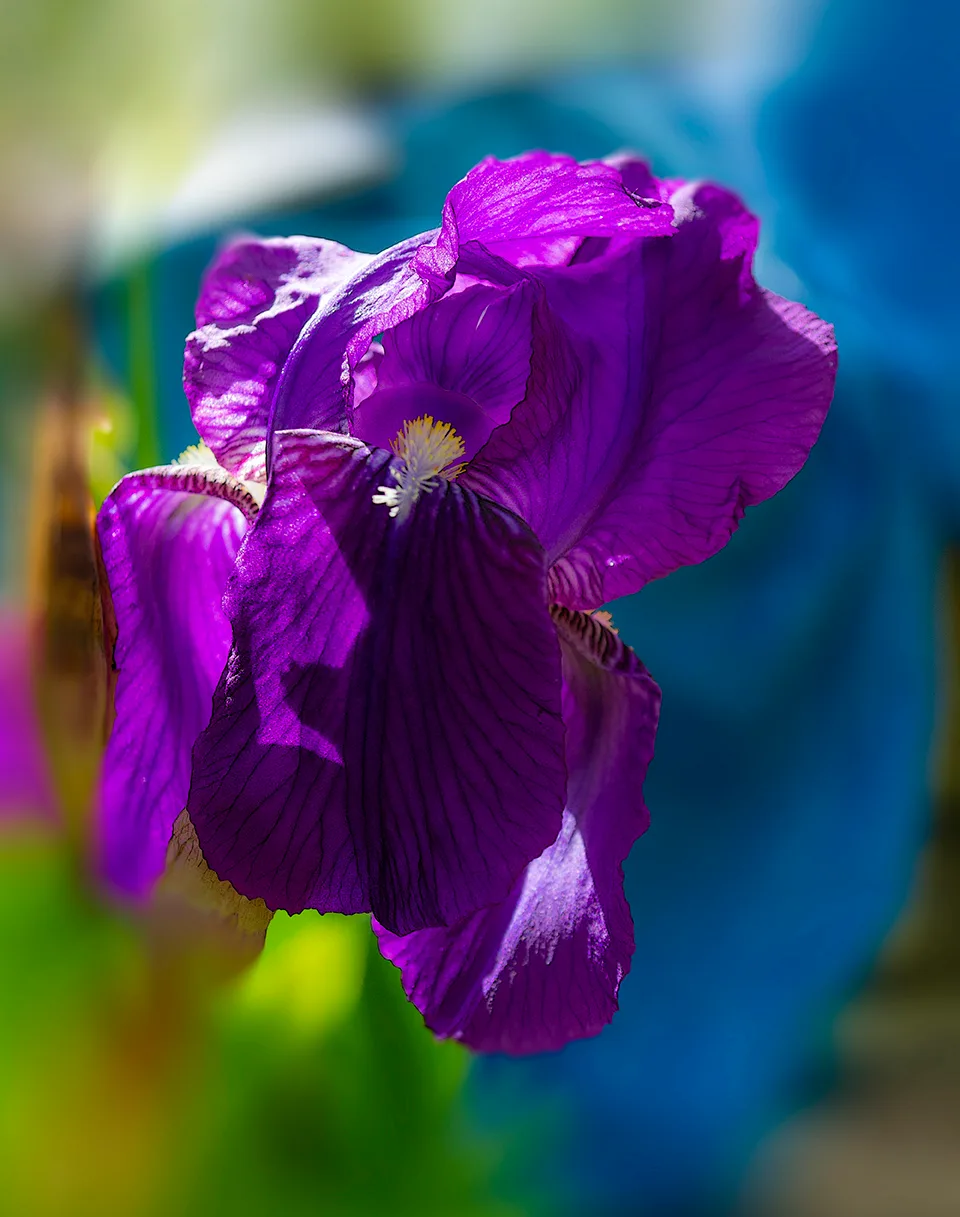 Irispurple 1