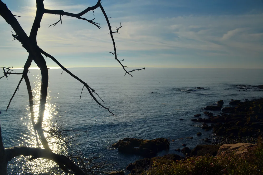 Acadia Shore 10