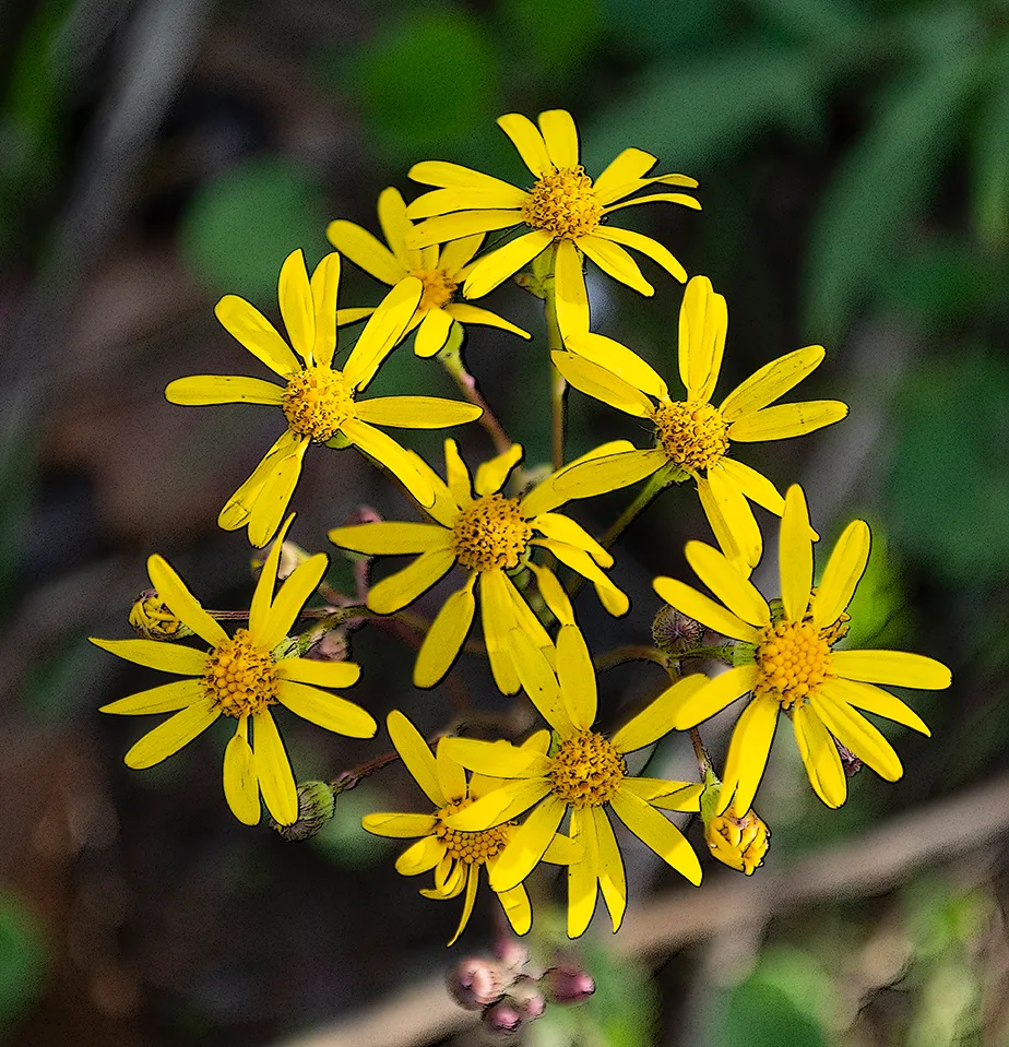 Wildflowersabrams