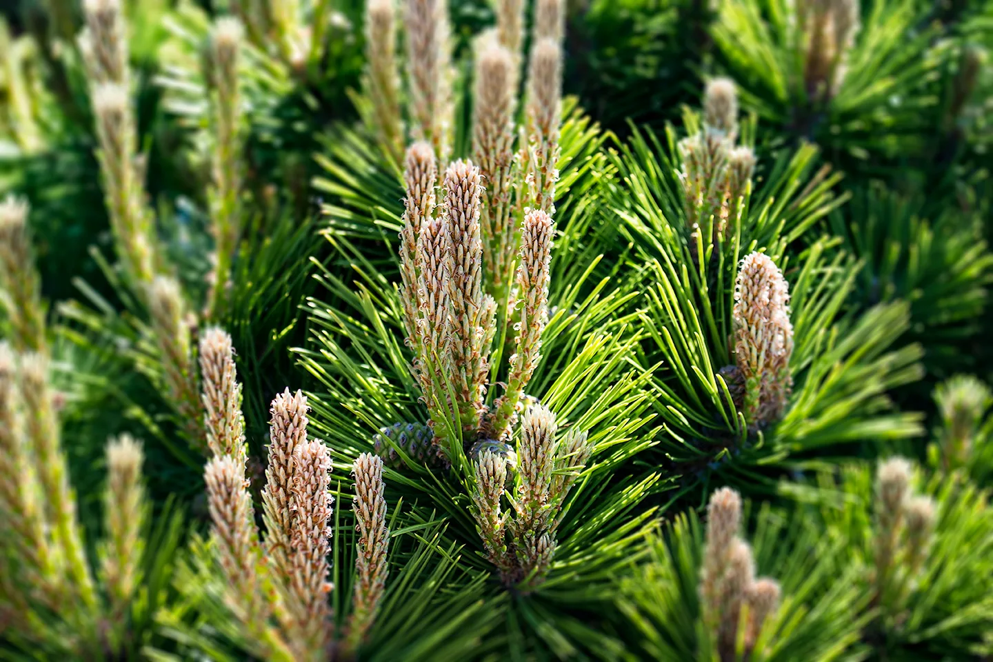Pine 1