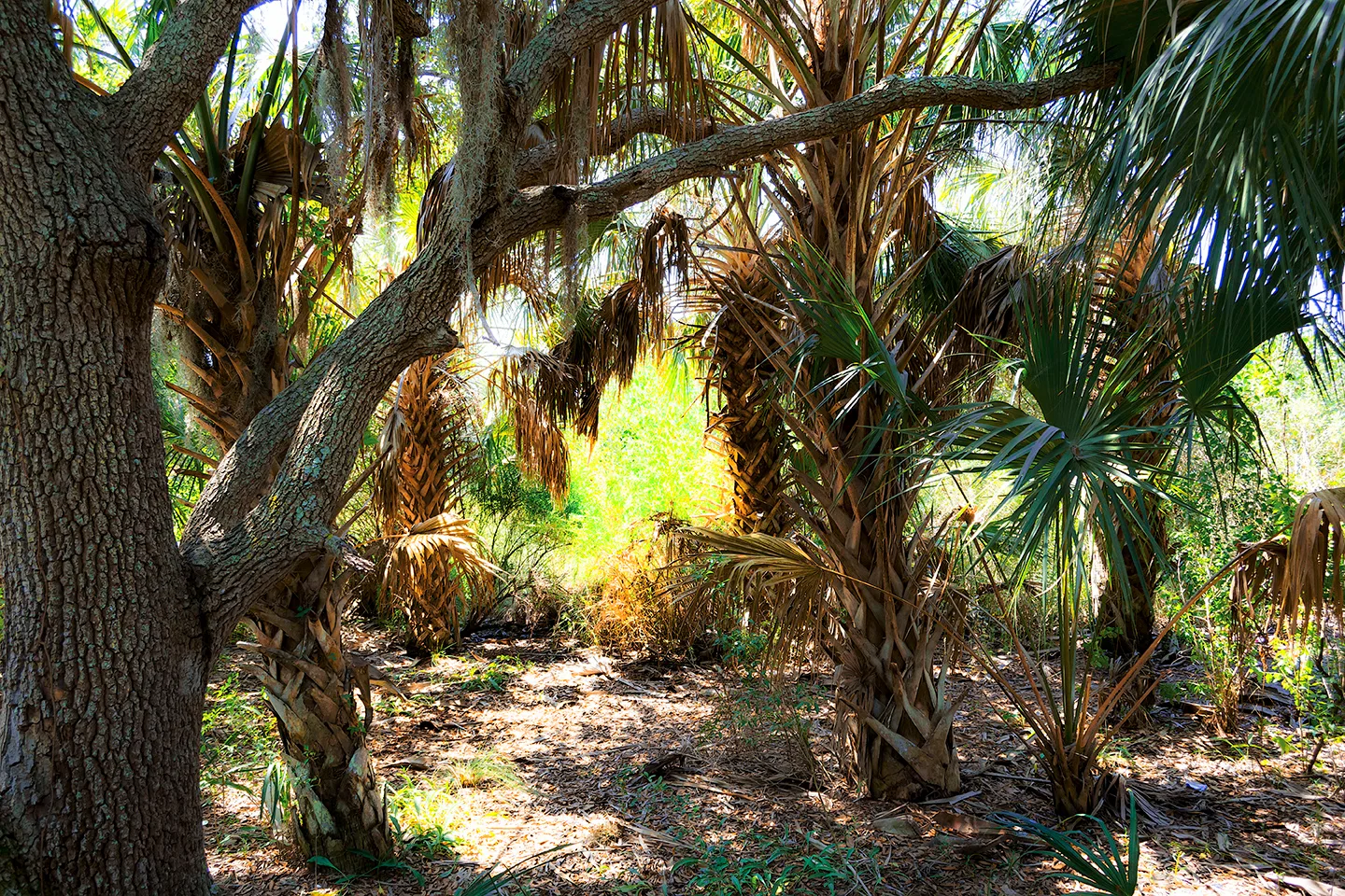 Cedarkey 13