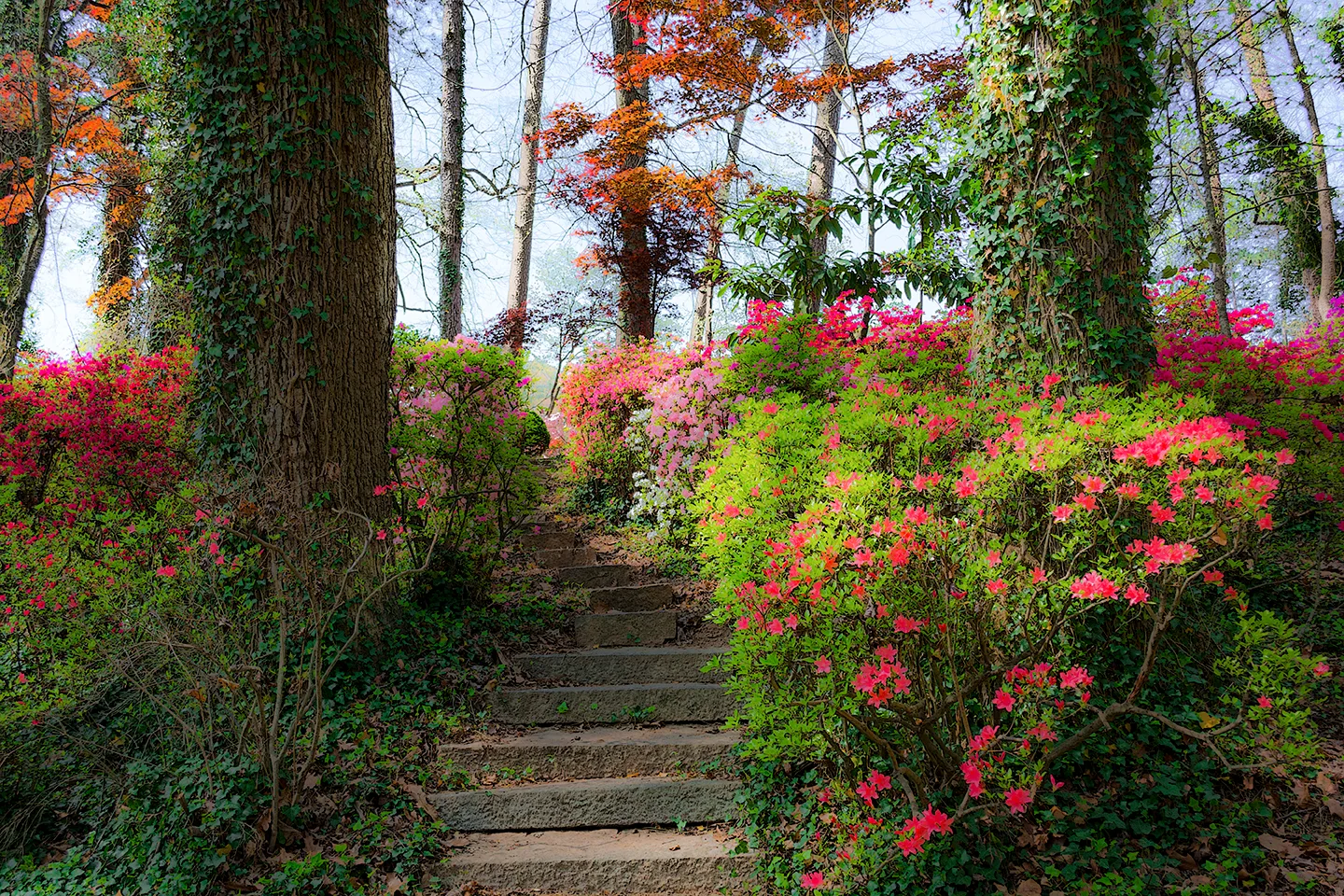 Azaleas 10