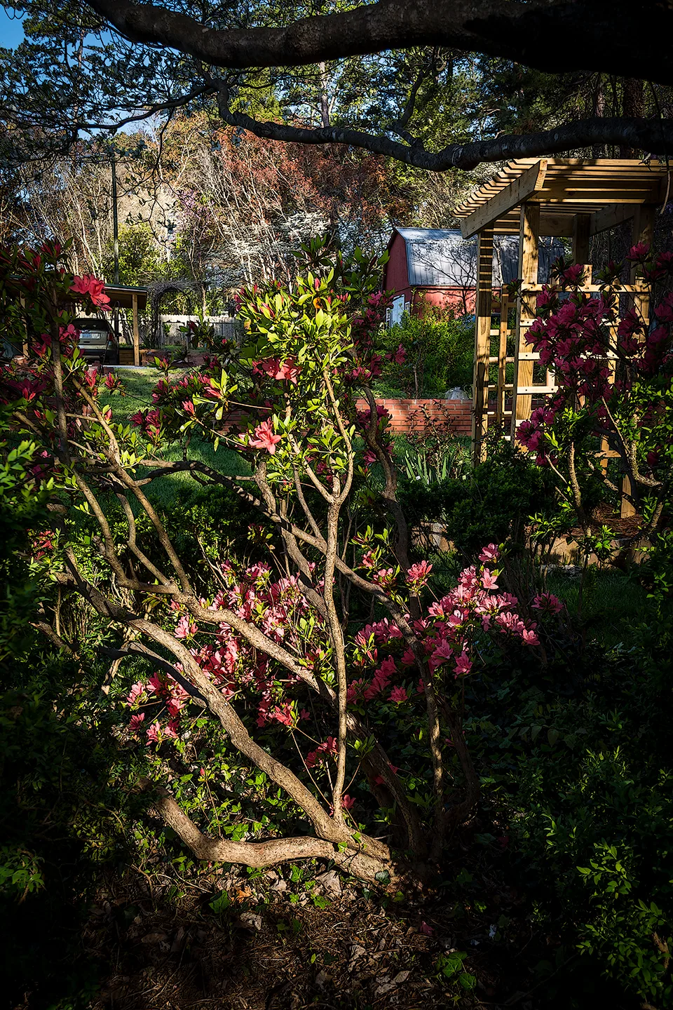 Azaleas 4
