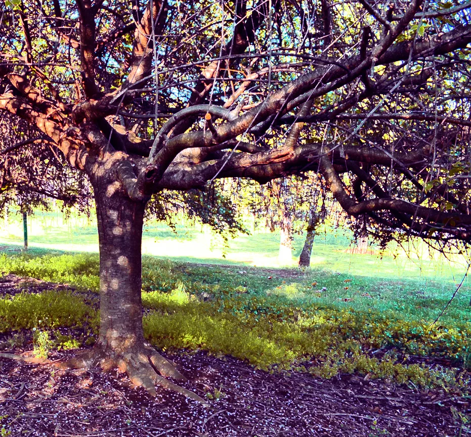 Tree Sloan
