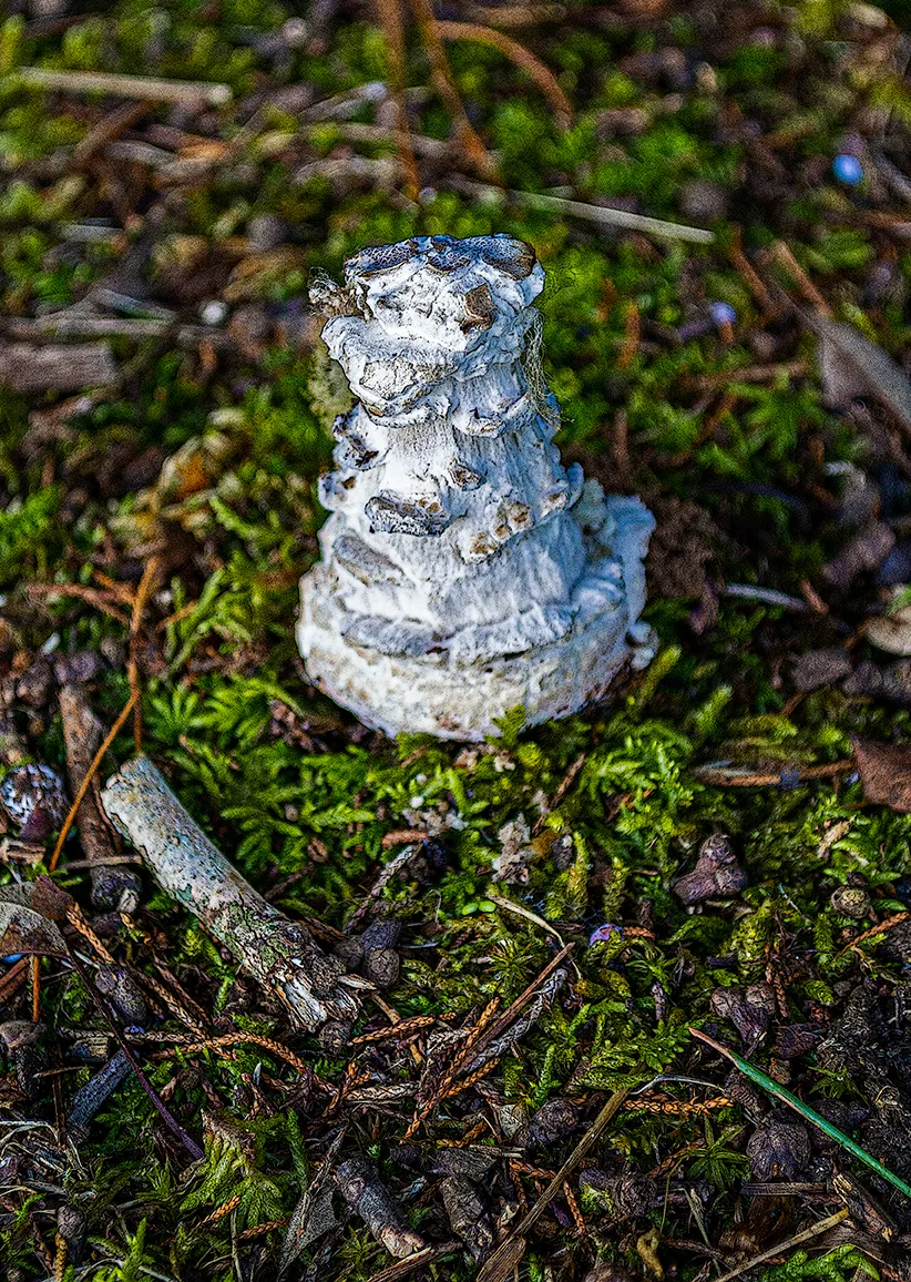 Toadstool 4