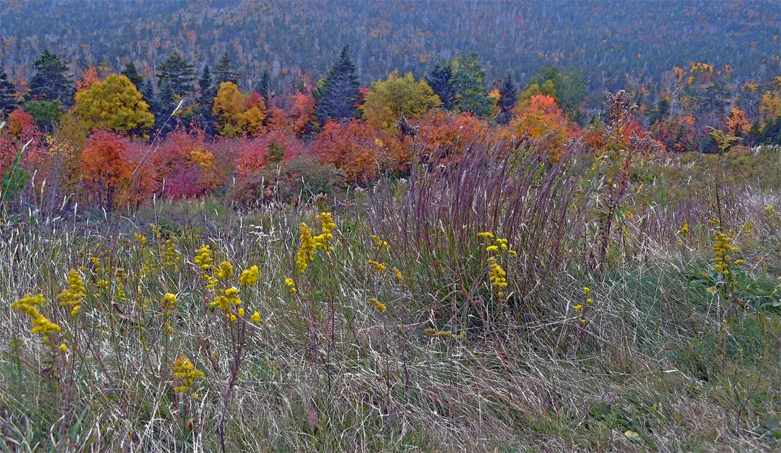 Fallcolor 3