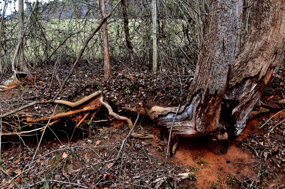 Tree Roots 2