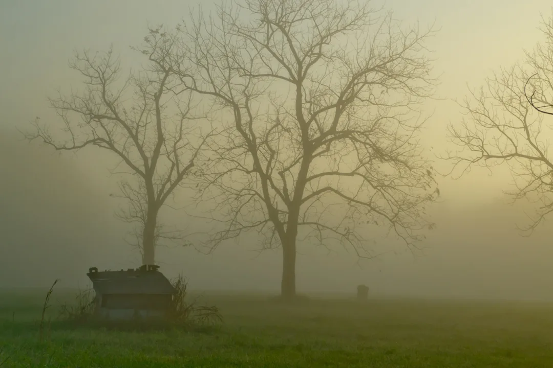 Fog And Trees Oc 18