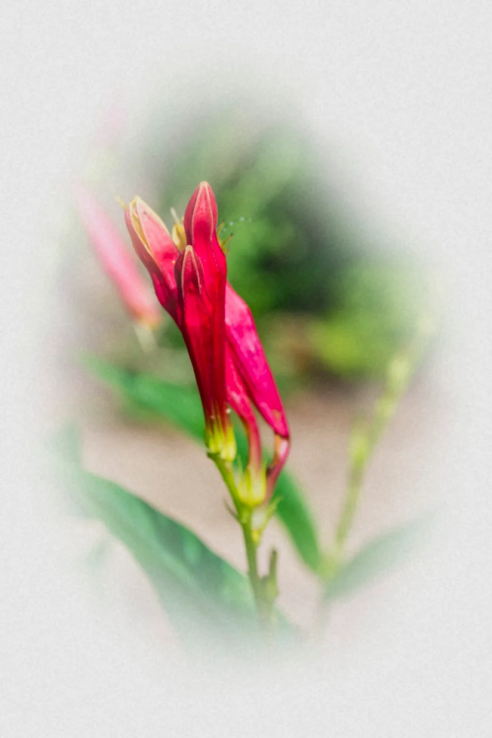 Paintbrush 1