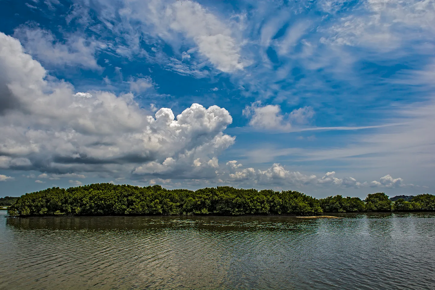 Cedarkey 3