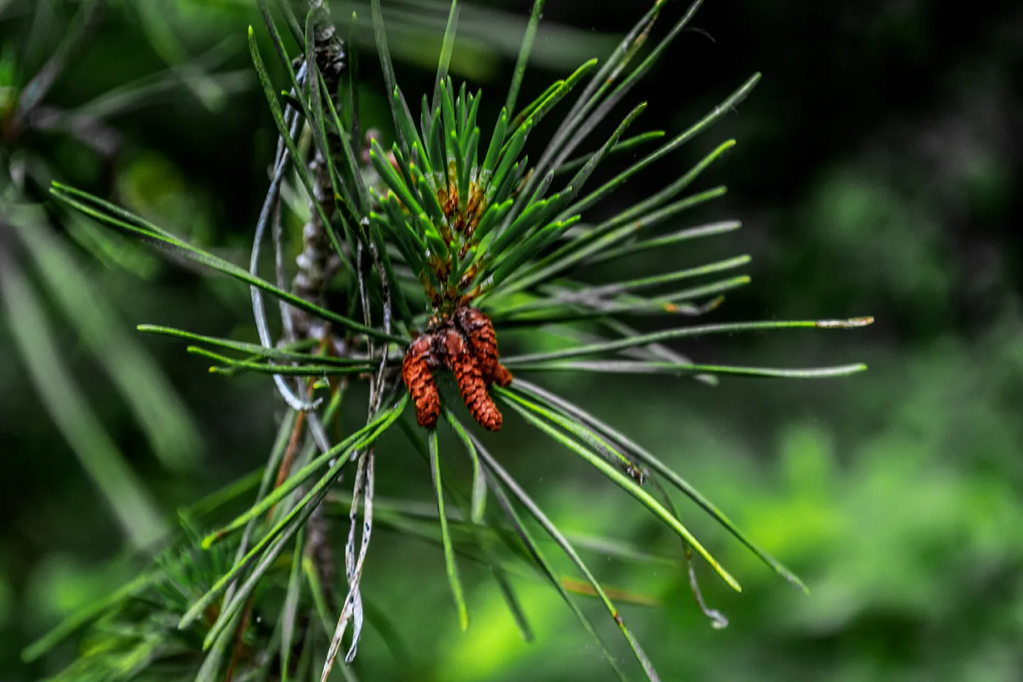 Pine 2