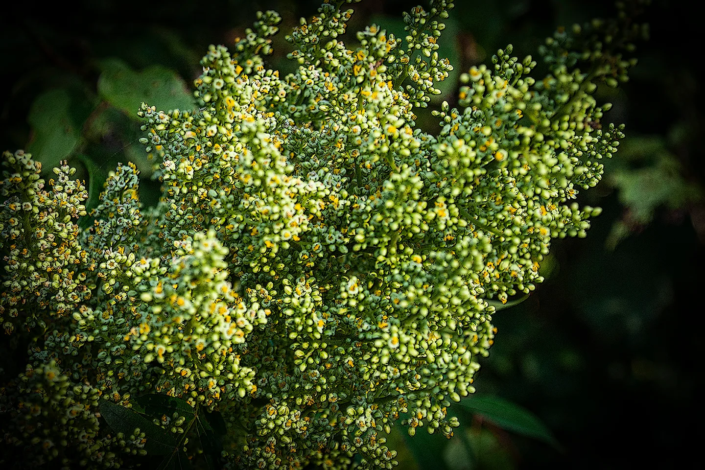 Treeflower