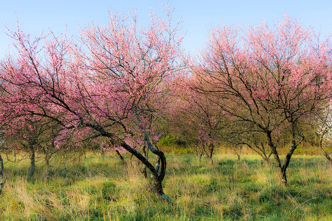 Bloomingtrees 1