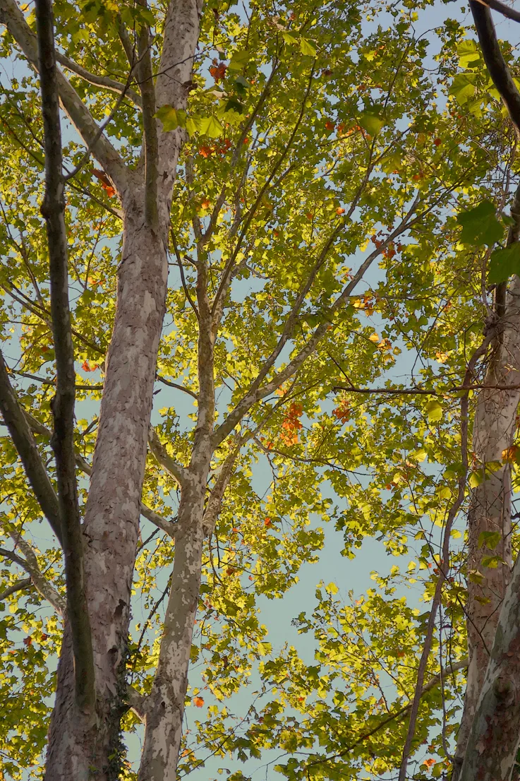 Treetops