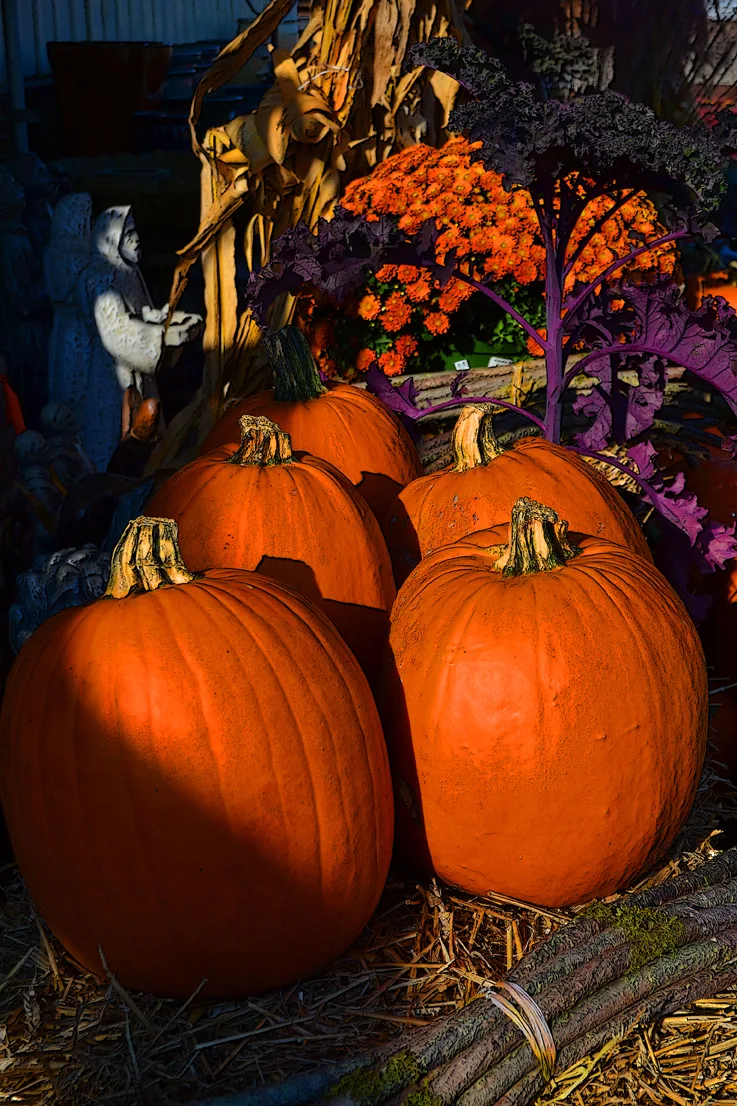 Pumpkins 2