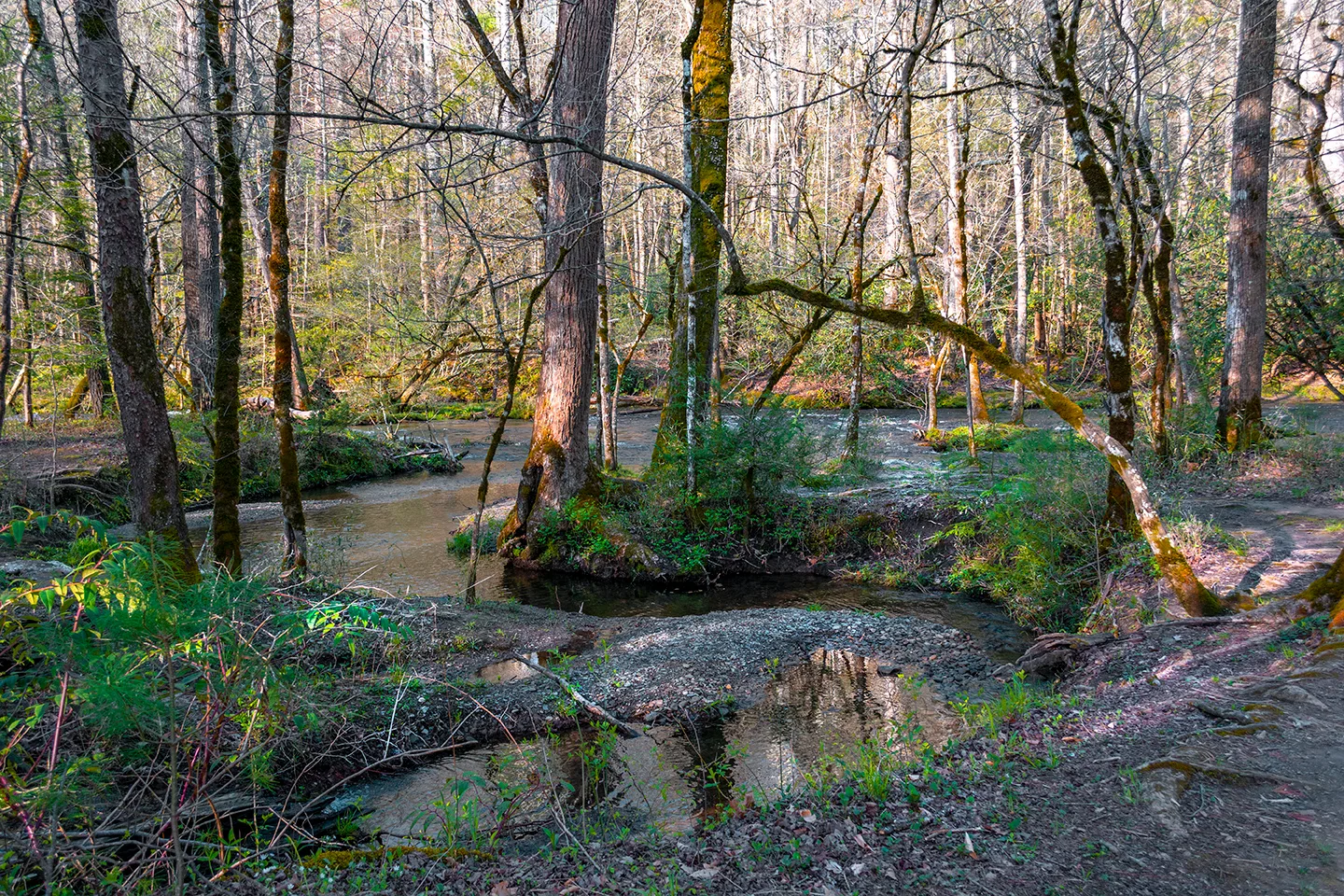 Cadescove 12