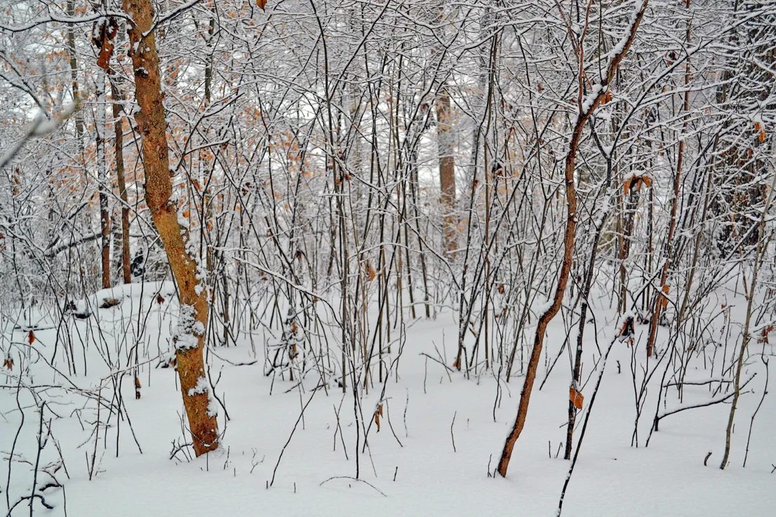 Yard Snow 15
