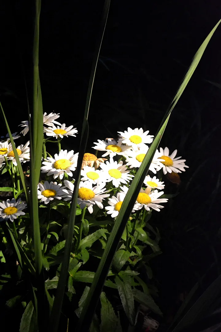 Daisies Wc
