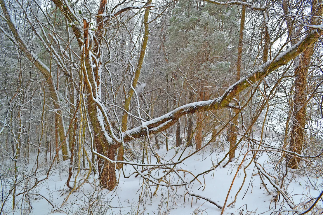 Backyard 4