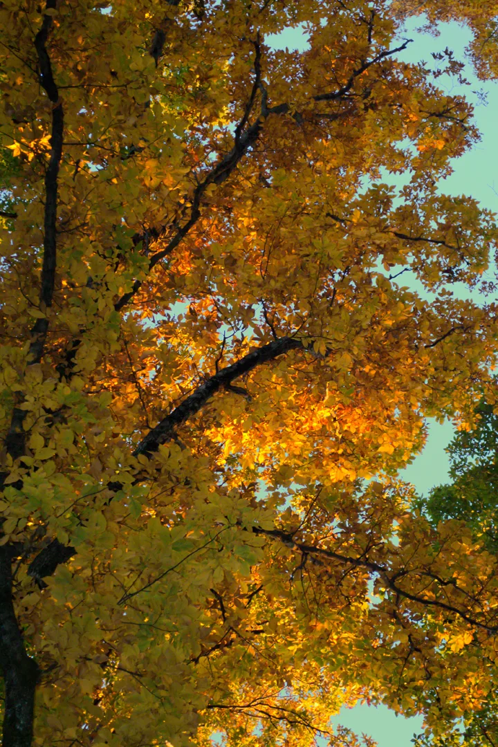 Sunset Trees 2