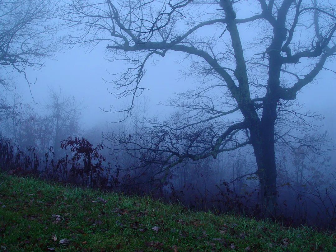 Mtn fog