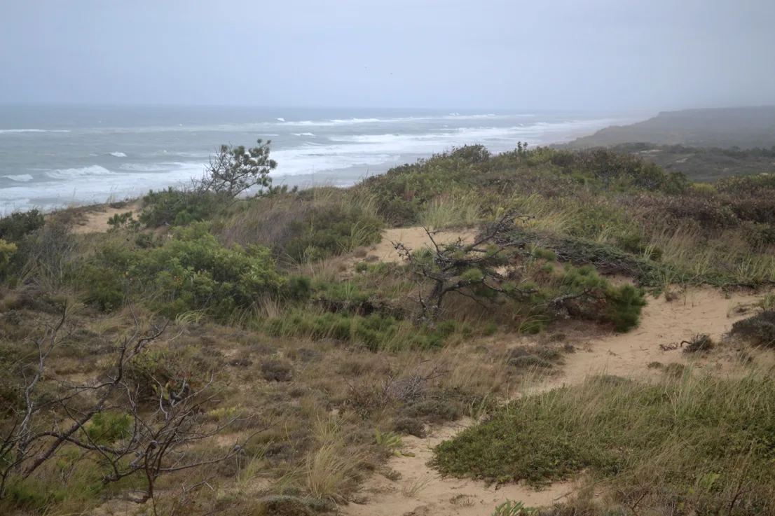 Cape Cod 6