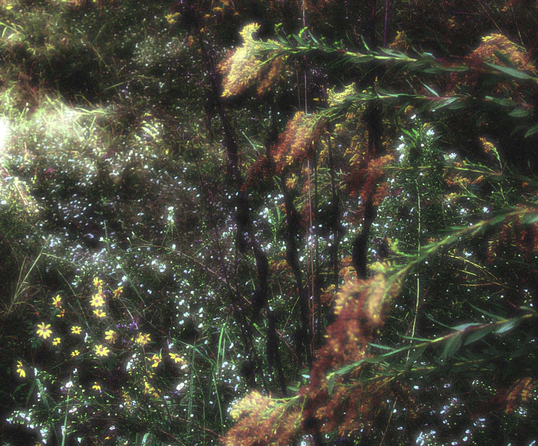 Golden Rod Glow