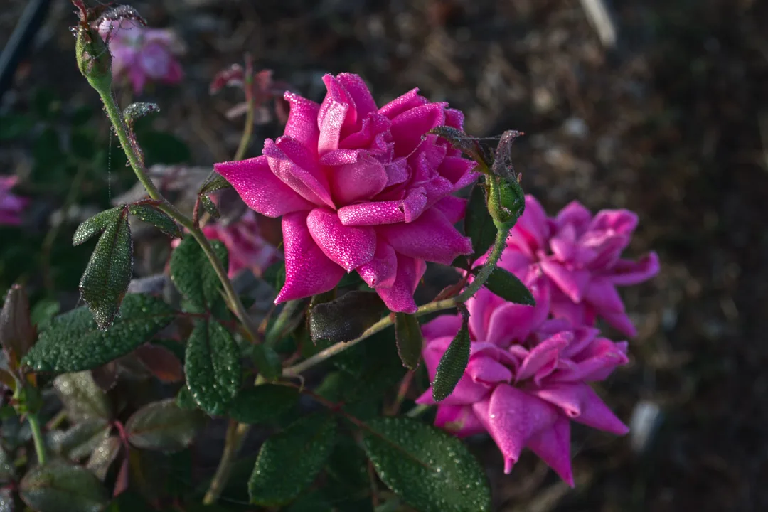 Pink Roses