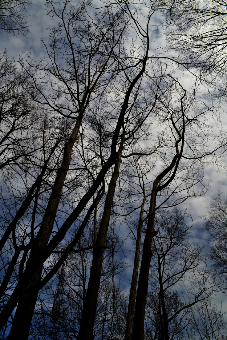 Sky Trees