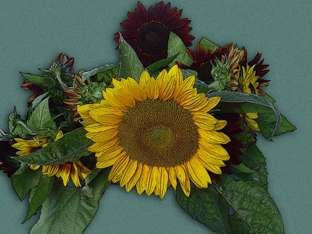 Sunflowers