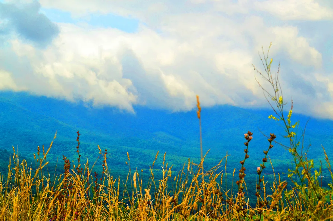Grasses Clouds