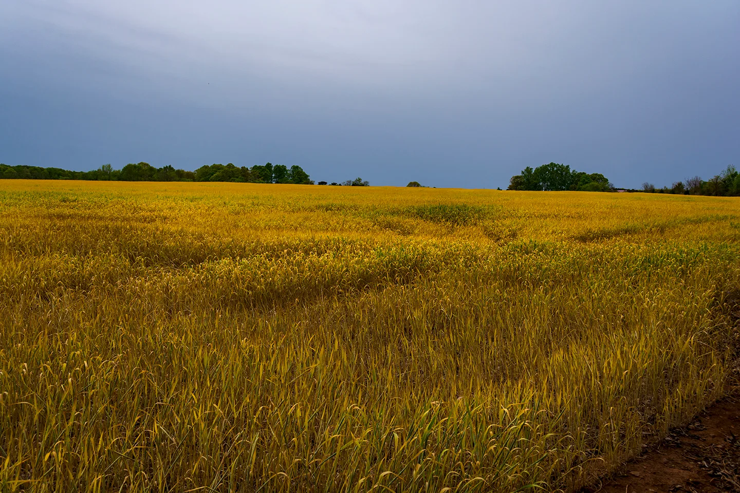 Barley 1