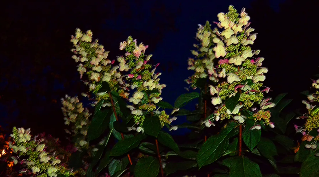 hydrangea BR