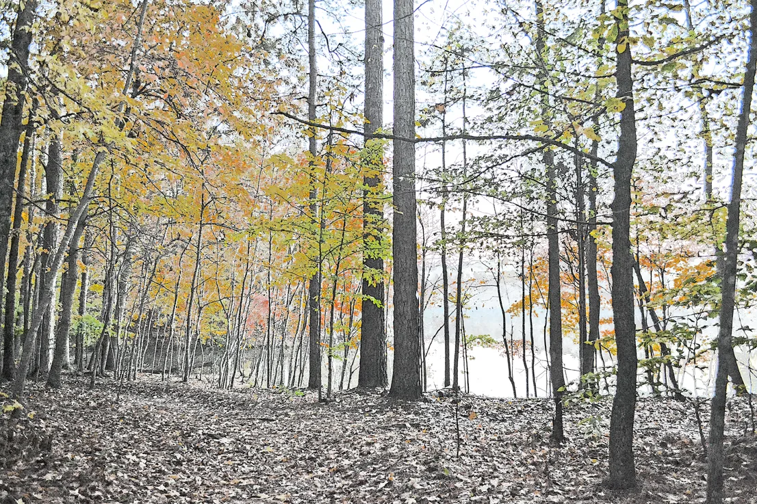 Cp Trees