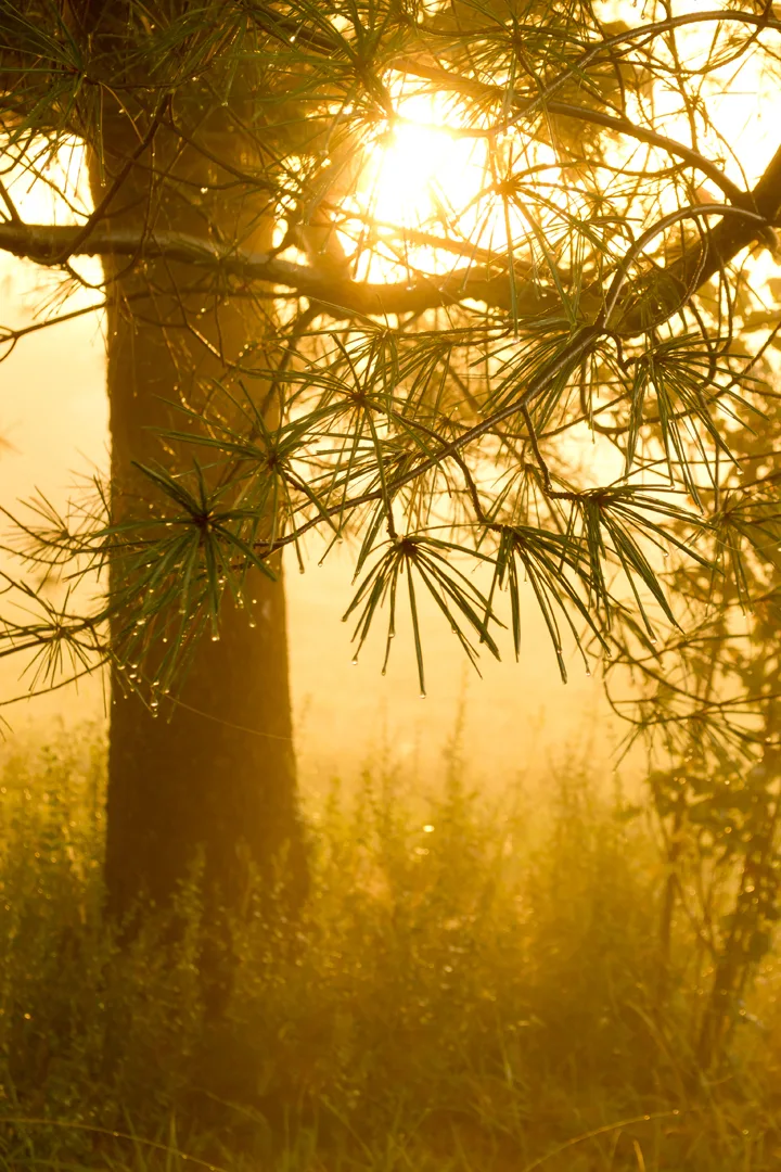 Sunrise Through The Tree