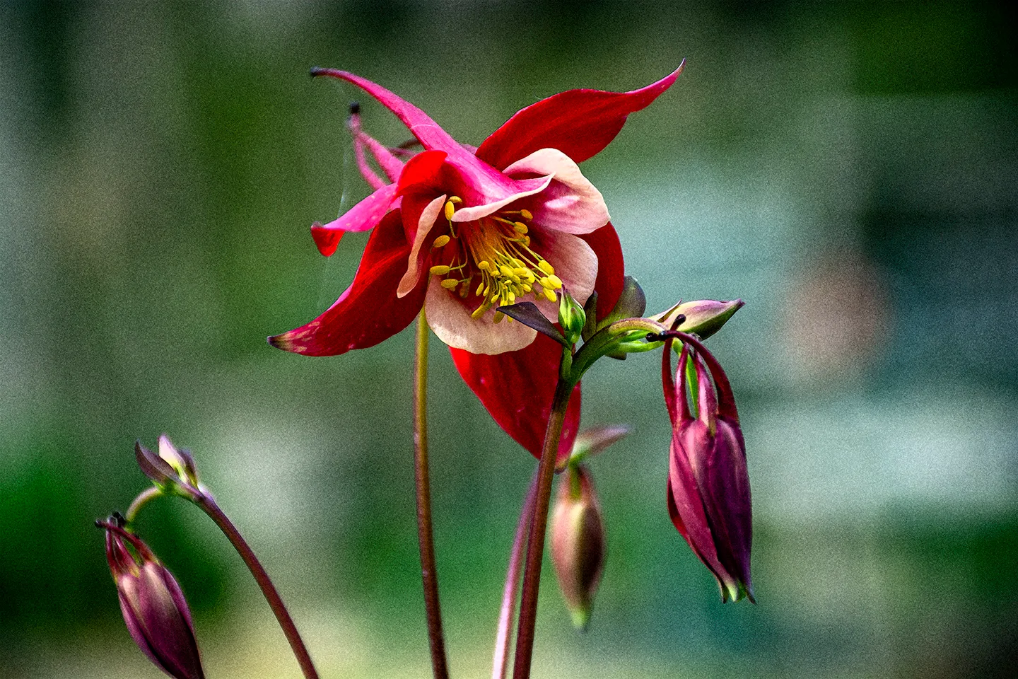 Flower 2
