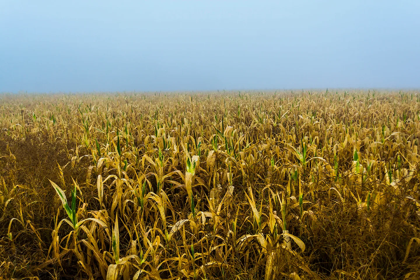 Cornfield 1
