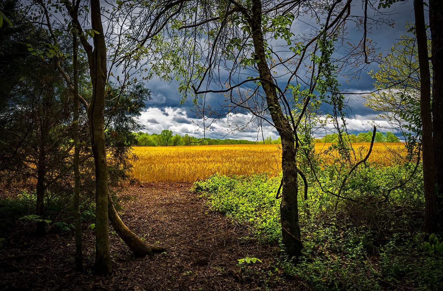 Caublecreekfield 2