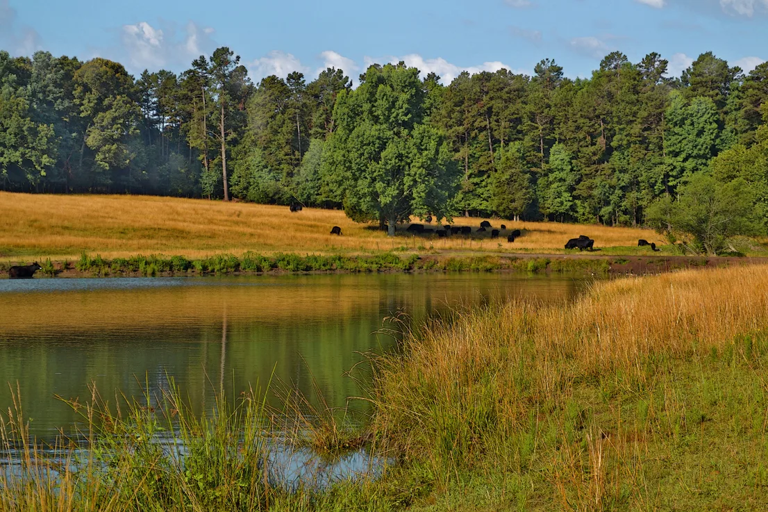 Davie County field