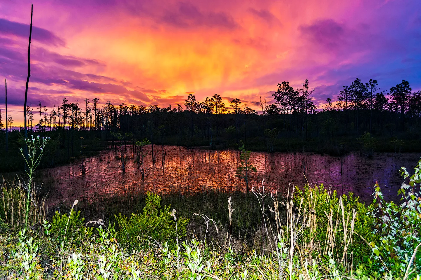 Flswamp 6