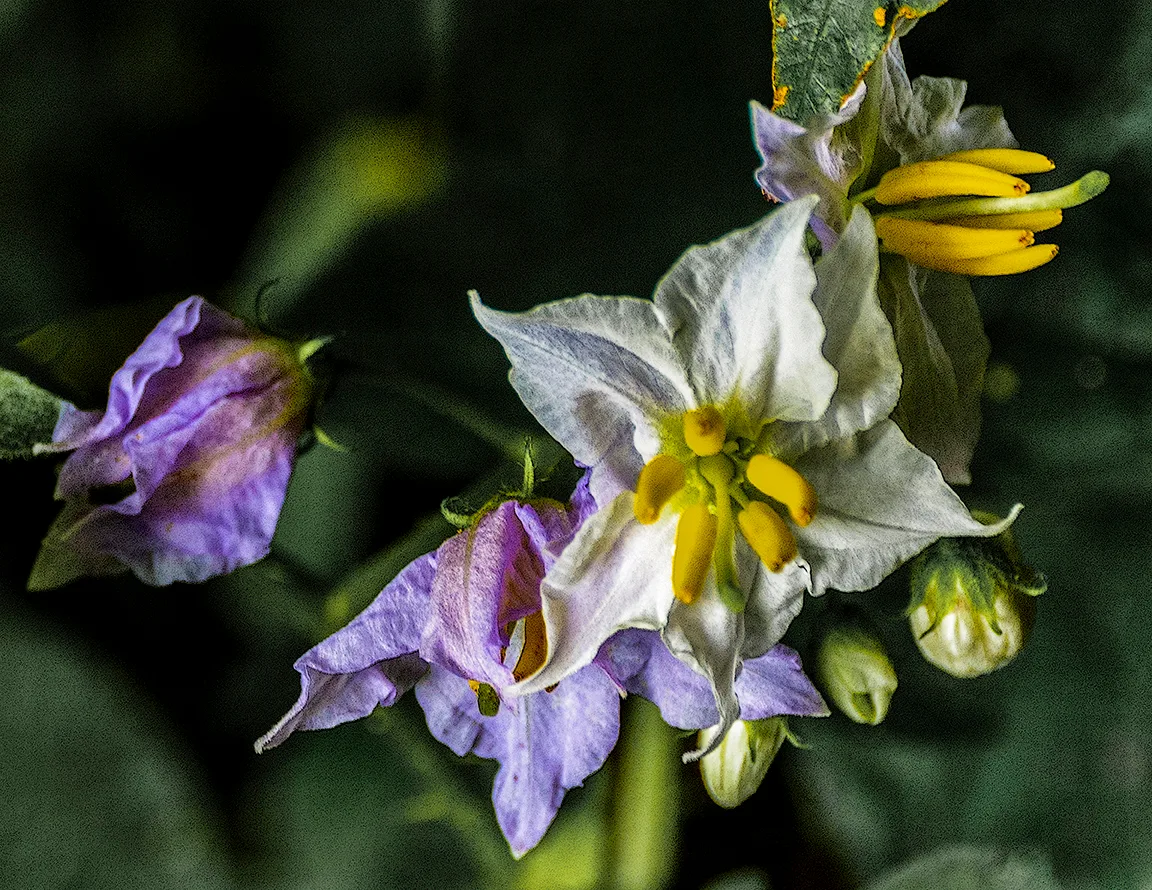 Weedflower 2