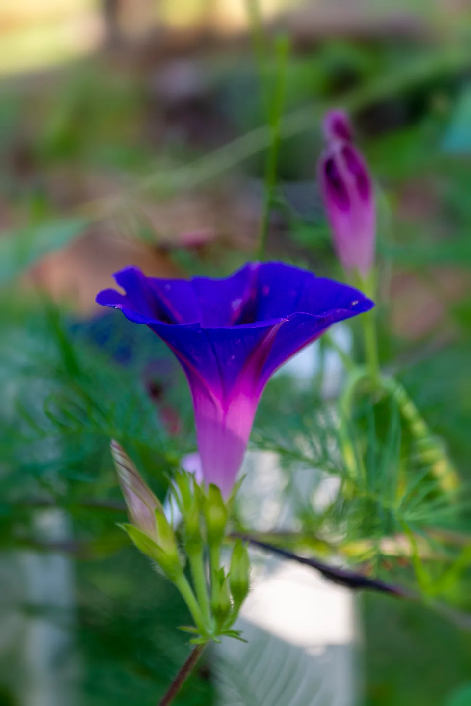 Morningglory 3