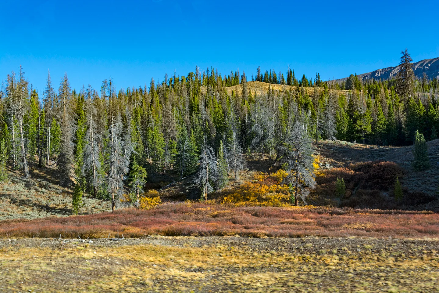 Wyoming 11
