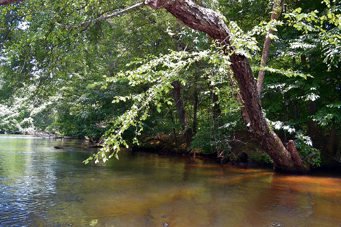 Yadkin-Peedee 20