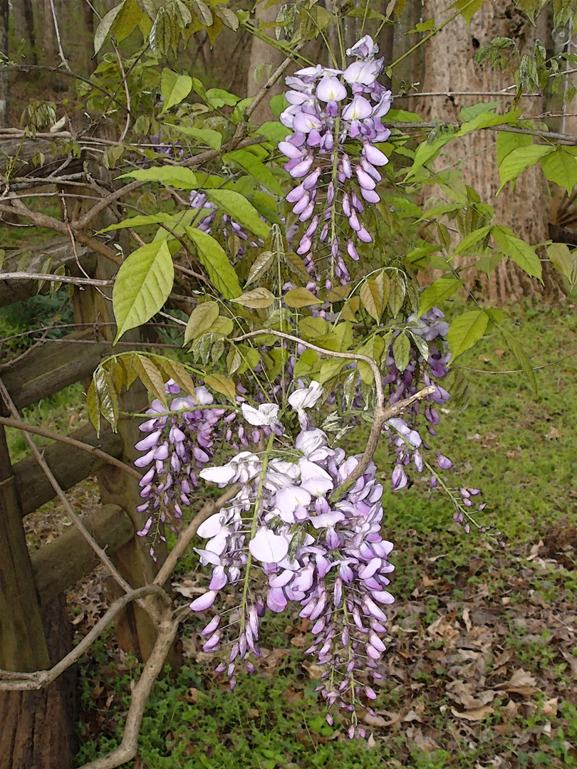 Wysteria 3 wc